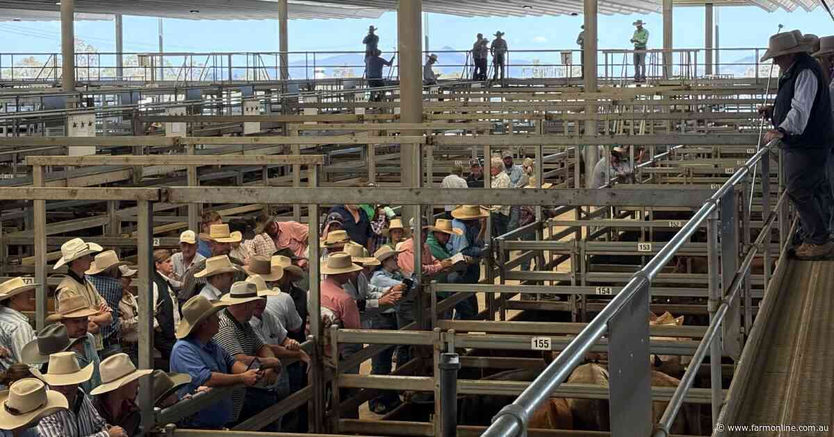 Don't get caught with cows, calves. Quick-trade feeder heifers the favourite