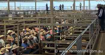Don't get caught with cows, calves. Quick-trade feeder heifers the favourite