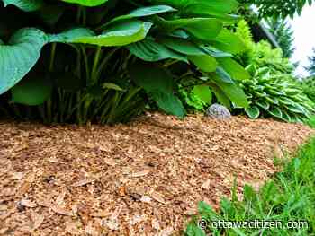Houseworks: Mulching with fresh sawdust 