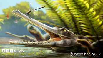 Scientists discover new ancient crocodile relative