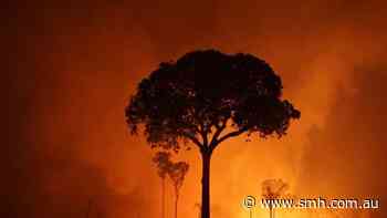 Amazon rainforest wildfire