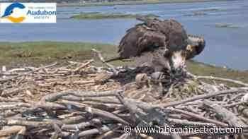 Experts sound alarm over record-low osprey breeding rates on the Connecticut coast
