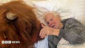 Dying man's wish to see Highland cow fulfilled