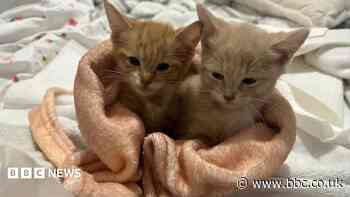 Two kittens saved after being left in plastic bag