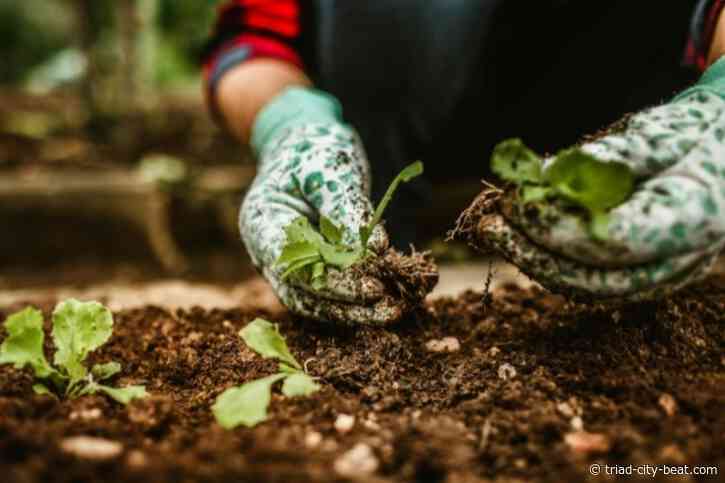 How Home Gardening Is Becoming Part Of Modern Urban Culture