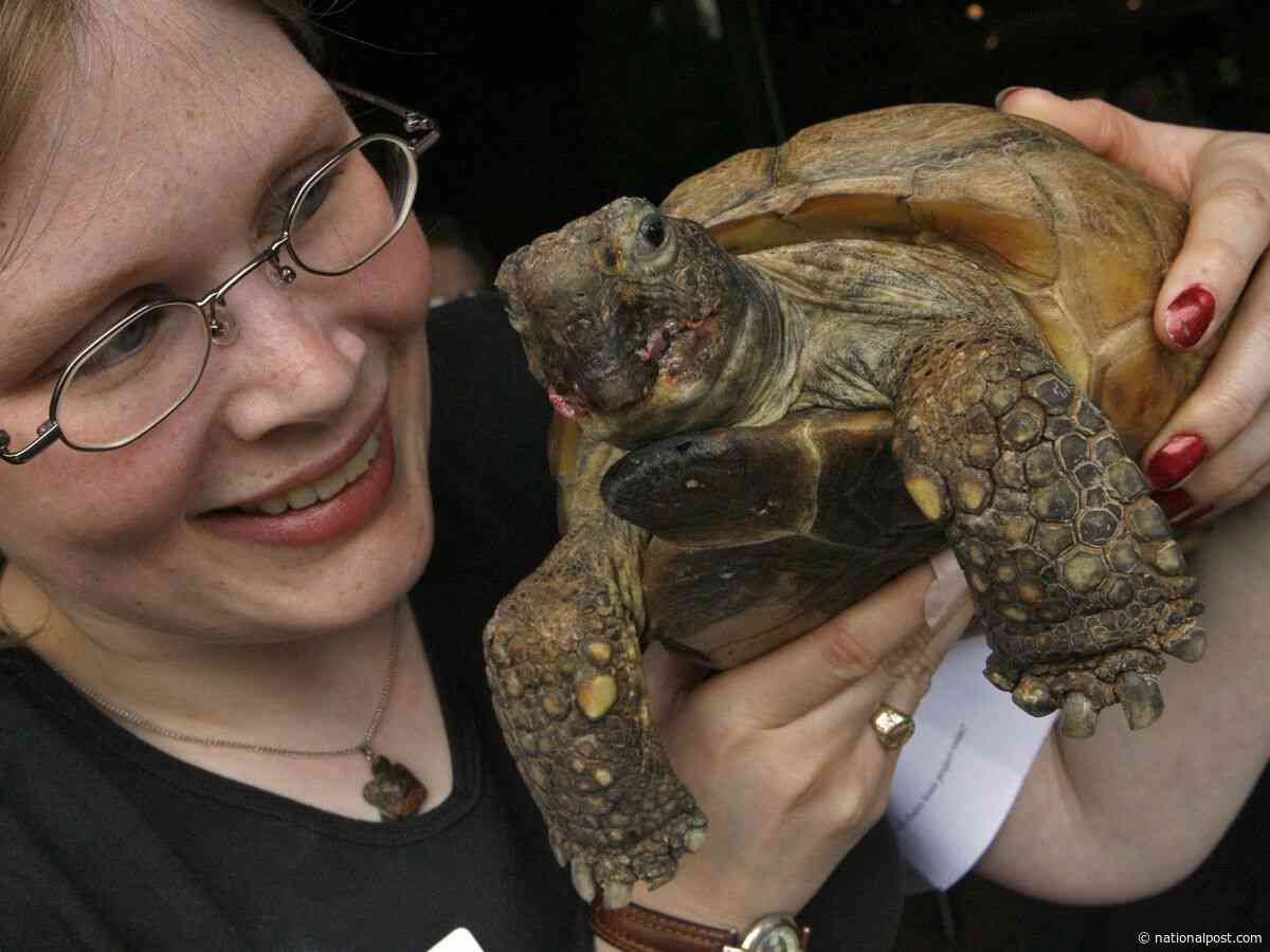 Gus, the world's oldest tortoise, wished a speedy recovery from surgery in Nova Scotia