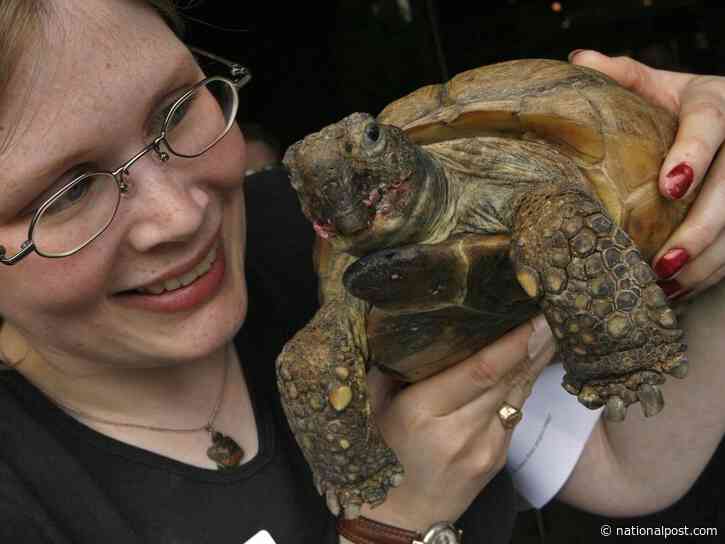 Gus, the world's oldest tortoise, wished a speedy recovery from surgery in Nova Scotia