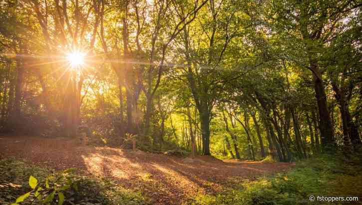 Woodland Photography Is Hard, But Does It Have to Be?