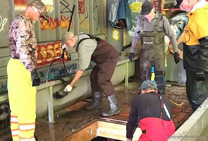 ‘Catastrophic’ sediment dump threatens spawning salmon at Shawnigan Creek