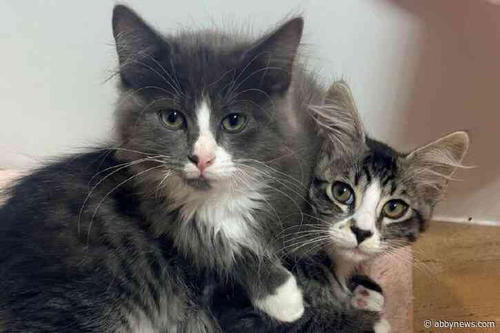 Abbotsford charity provides feline fun with fundraising events