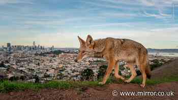 Wildlife Photographer of the Year named - see the 19 winning images