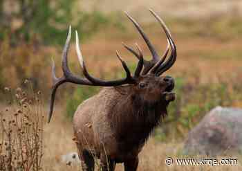 New Mexico Attorney General claims outfitter hunting tags system is 'unconstitutional'