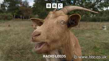 Why have goats returned to Roundhay?