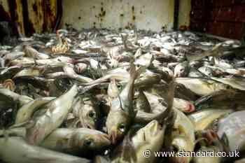 Some hake and coley stocks suffering from population decline, consumers warned