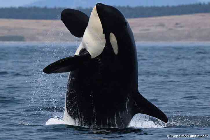 B.C. southern resident orca census counts 76 in 2nd year population growth