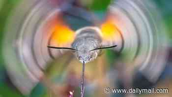 Incredible split-second photos capture rare hummingbird hawk-moth in full flight