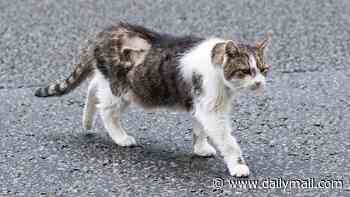 Larry the cat still working hard as No10's chief mouser after undergoing surgery