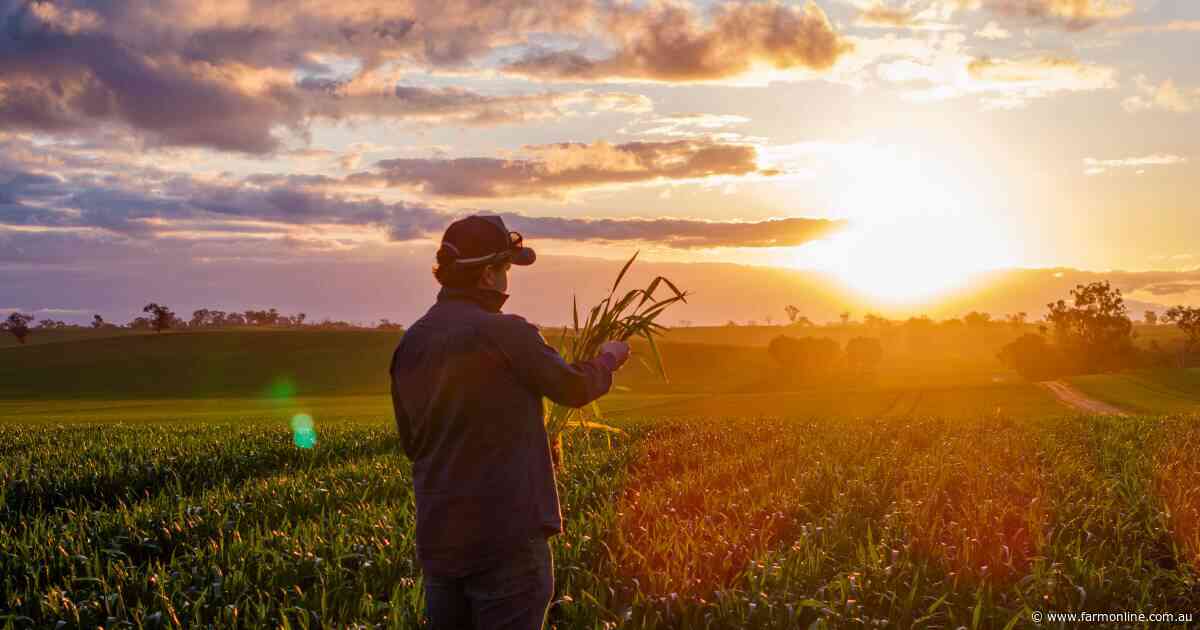 How shifting US corn and Russian wheat balances are driving grain prices