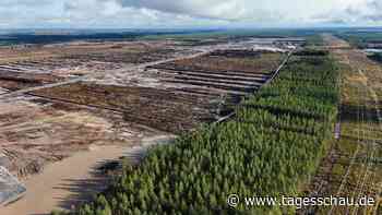 Finnland: KI-Boom auf Kosten der Natur?