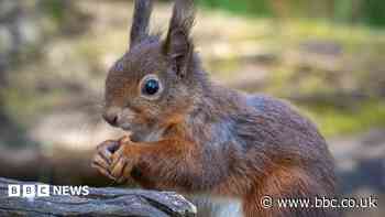 Red squirrel project opens £250k community grant
