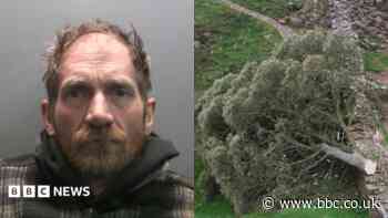 Second man who felled Sycamore Gap tree released