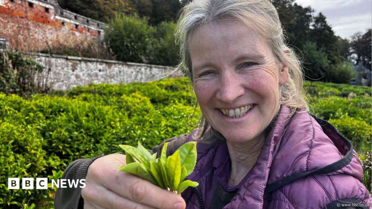 More tea? How Scotland's crops of the future could be set to change