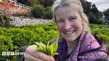 More tea? How Scotland's crops of the future could be set to change