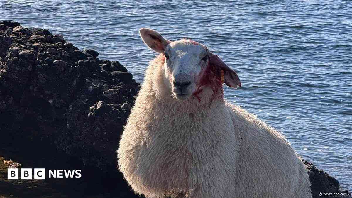 Unleashed dog killed sheep and forced others onto rocks