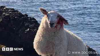 Unleashed dog killed sheep and forced others onto rocks