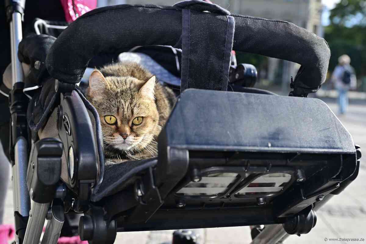 Mit der Katze im Kinderwagen durch Zwickau: Was hinter diesen Spaziergängen steckt
