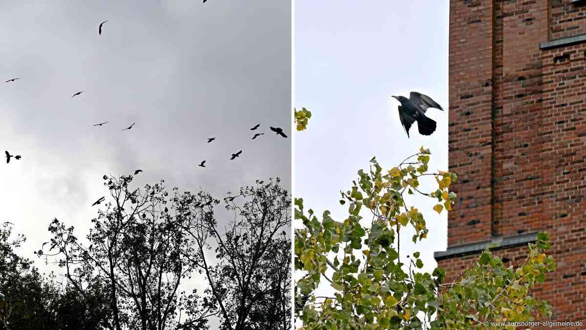 „Psychisch belastend“: Diese Tiere bringen Anwohner in Augsburg um den Schlaf
