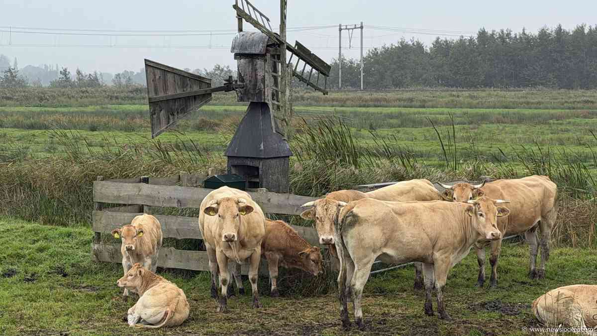 Hoogspanning om stikstofbeleid nu CDA aanpassingen wil: ’Het wordt erg spannend’