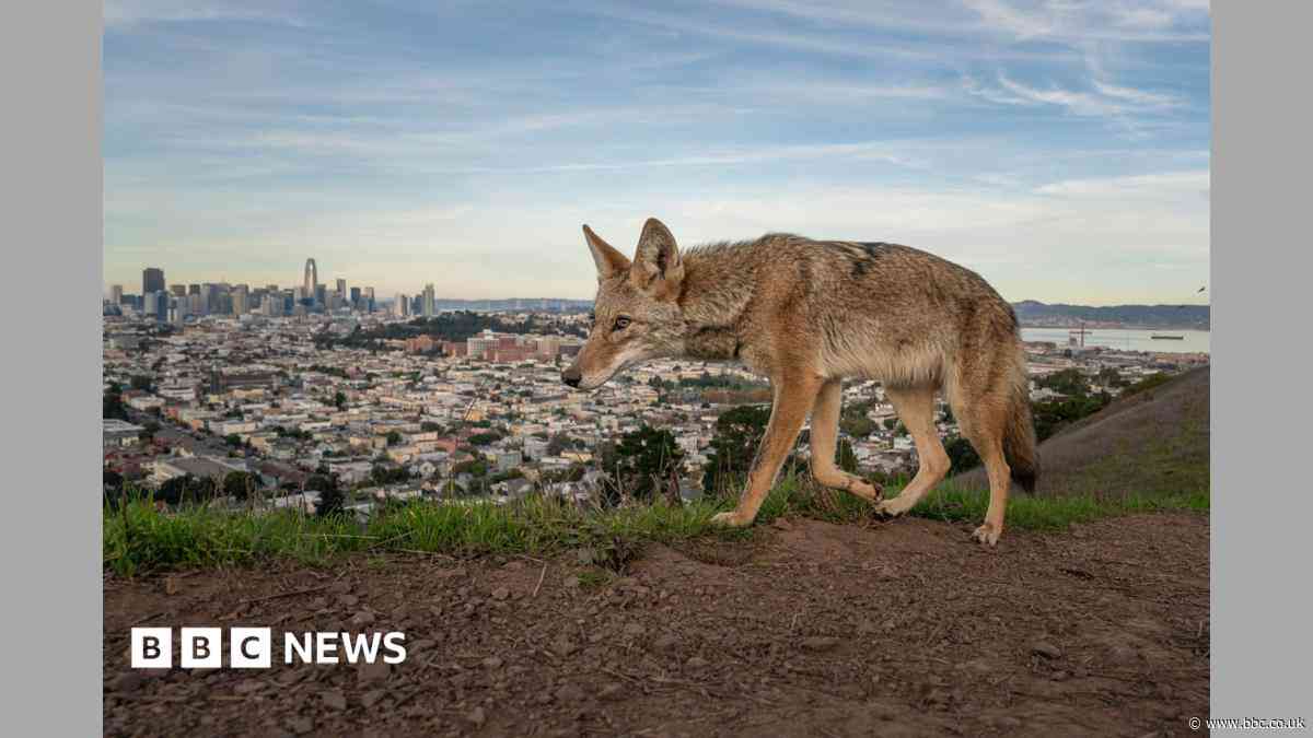 Pictured: Winning entries for Wildlife Photographer of the Year 2026
