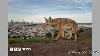 Pictured: Winning entries for Wildlife Photographer of the Year 2026
