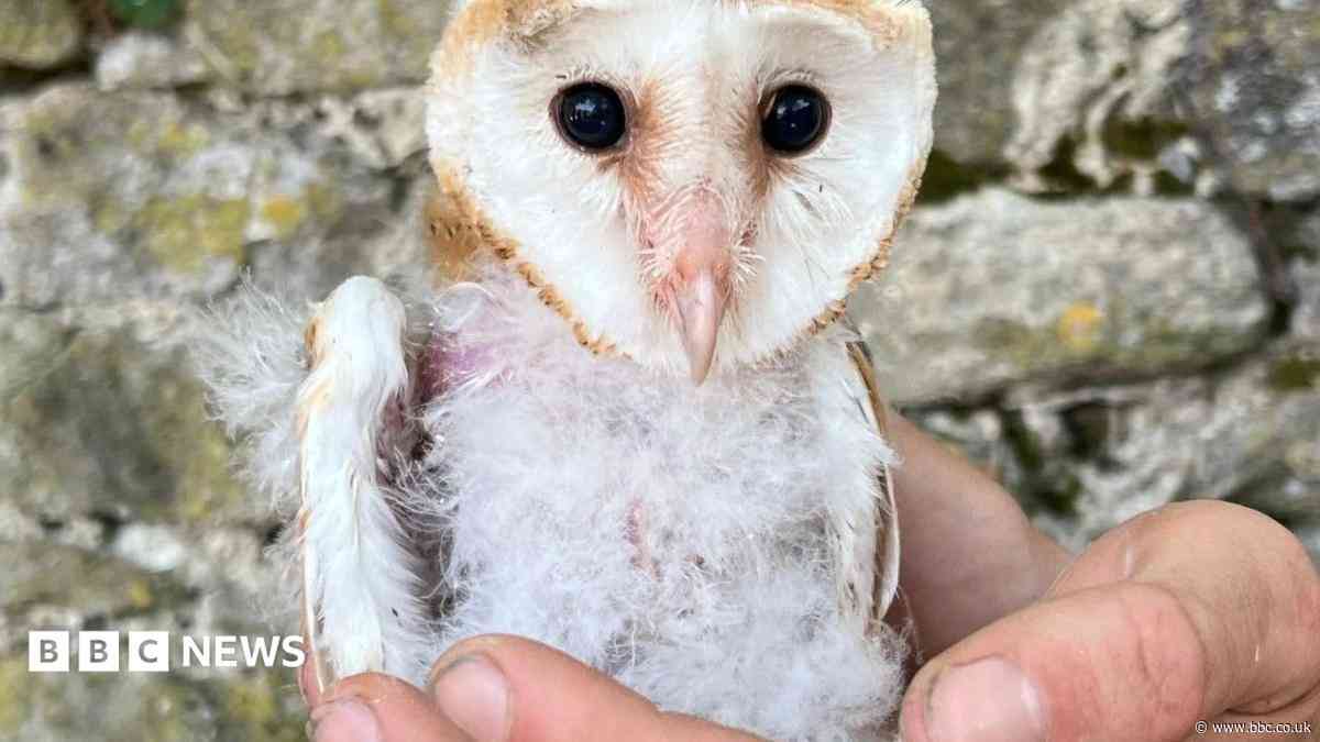 Owls ringed to measure benefits of wildlife farming