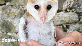 Owls ringed to measure benefits of wildlife farming