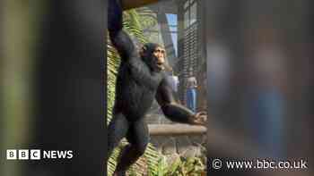Can a video game really help zoos?