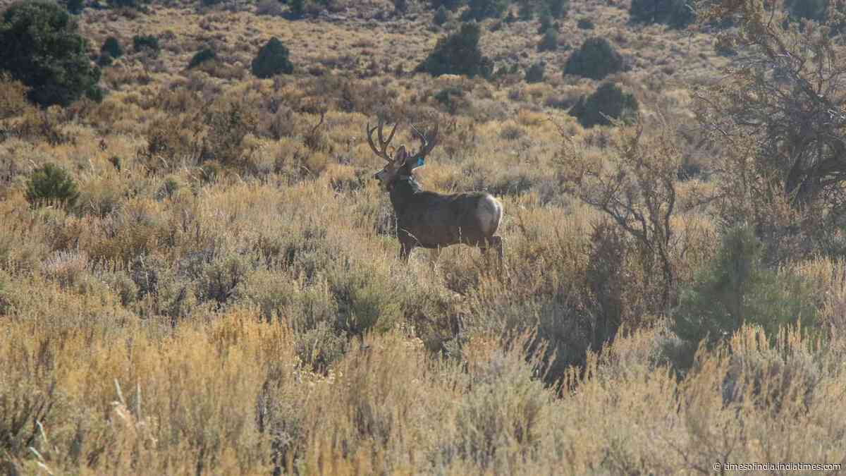 Nevada’s ‘lost’ species raise extinction fears as new journal tracks missing plants and animals