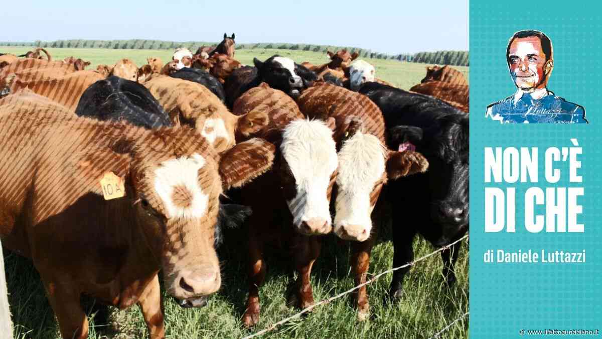Tubercolosi, Plutone e mucche con accento regionale: un po’ di erudizione
