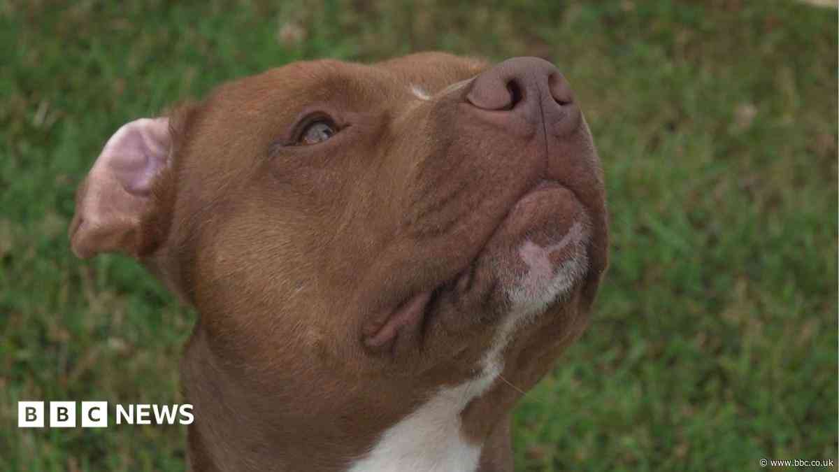 Big dogs face longer wait for homes, charities say