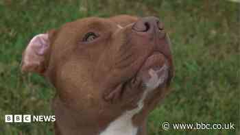 Big dogs face longer wait for homes, charities say