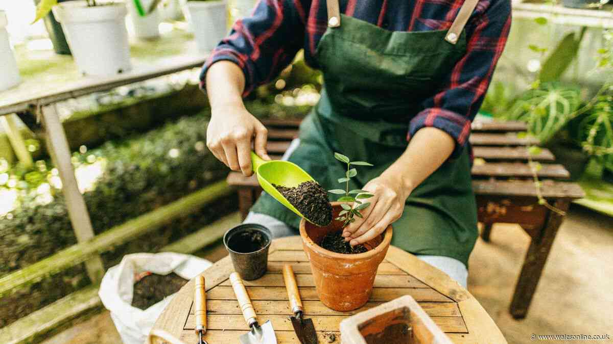 Vital step gardeners must take to protect plants over autumn and winter
