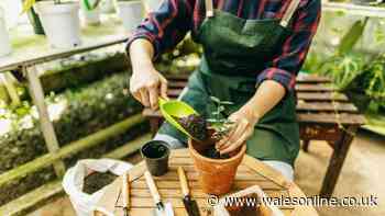Vital step gardeners must take to protect plants over autumn and winter