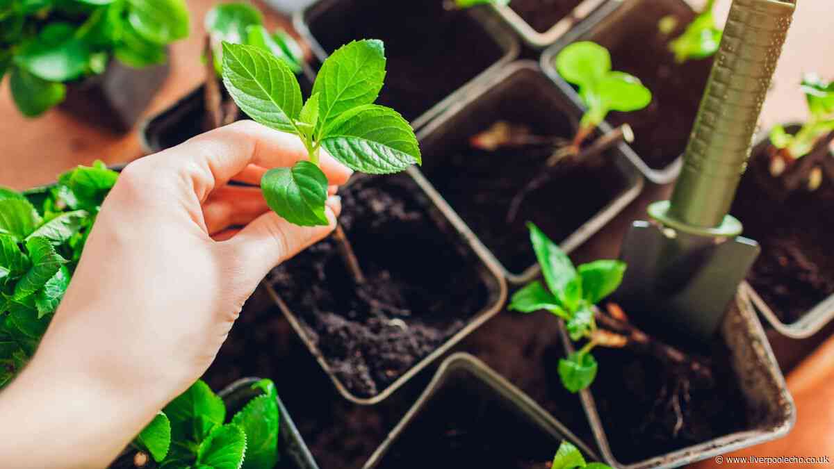 'Essential' check you must do before bringing garden plants inside this winter