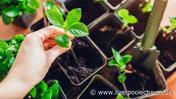 'Essential' check you must do before bringing garden plants inside this winter