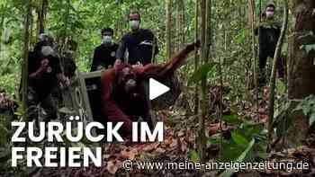 Nach Flammen-Inferno auf Borneo: Acht gerettete Orang-Utans kehren in den Wald zurück