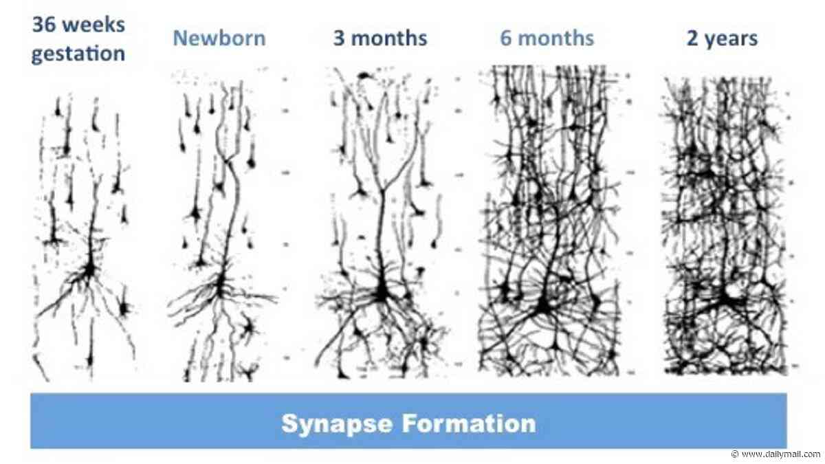Sorry, Sir Paul! Scientists say you CAN'T remember being born - and explain what's really behind those 'first day of life' memories