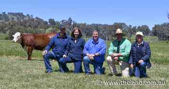 Stud interest high as Wirruna Poll Herefords disperses female herd