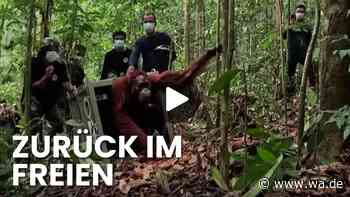 Nach Flammen-Inferno auf Borneo: Acht gerettete Orang-Utans kehren in den Wald zurück