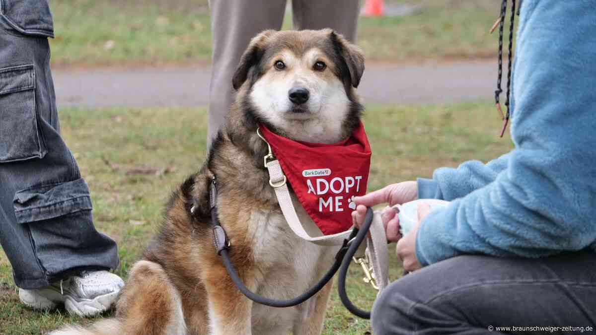 Hund sucht Herrchen: Dating mit Tierschutzhunden im Braunschweiger Prinzenpark